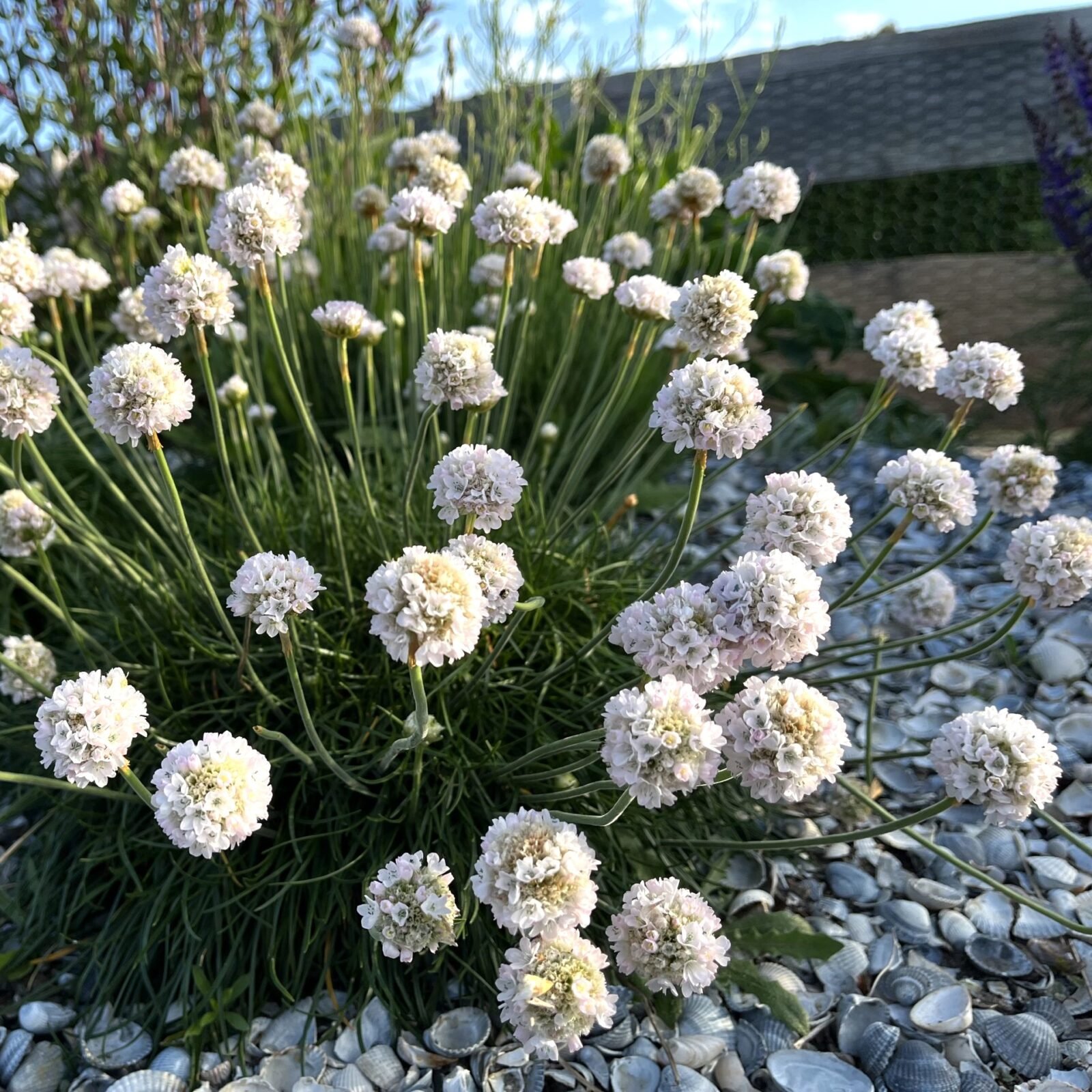 10918_armeria_maritima_alba_SS_002-scaled Армерія приморська "Alba" - Зображення 1