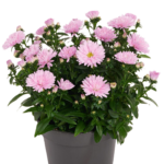 Айстра новобельгійська "Showmakers Sweet Pink"