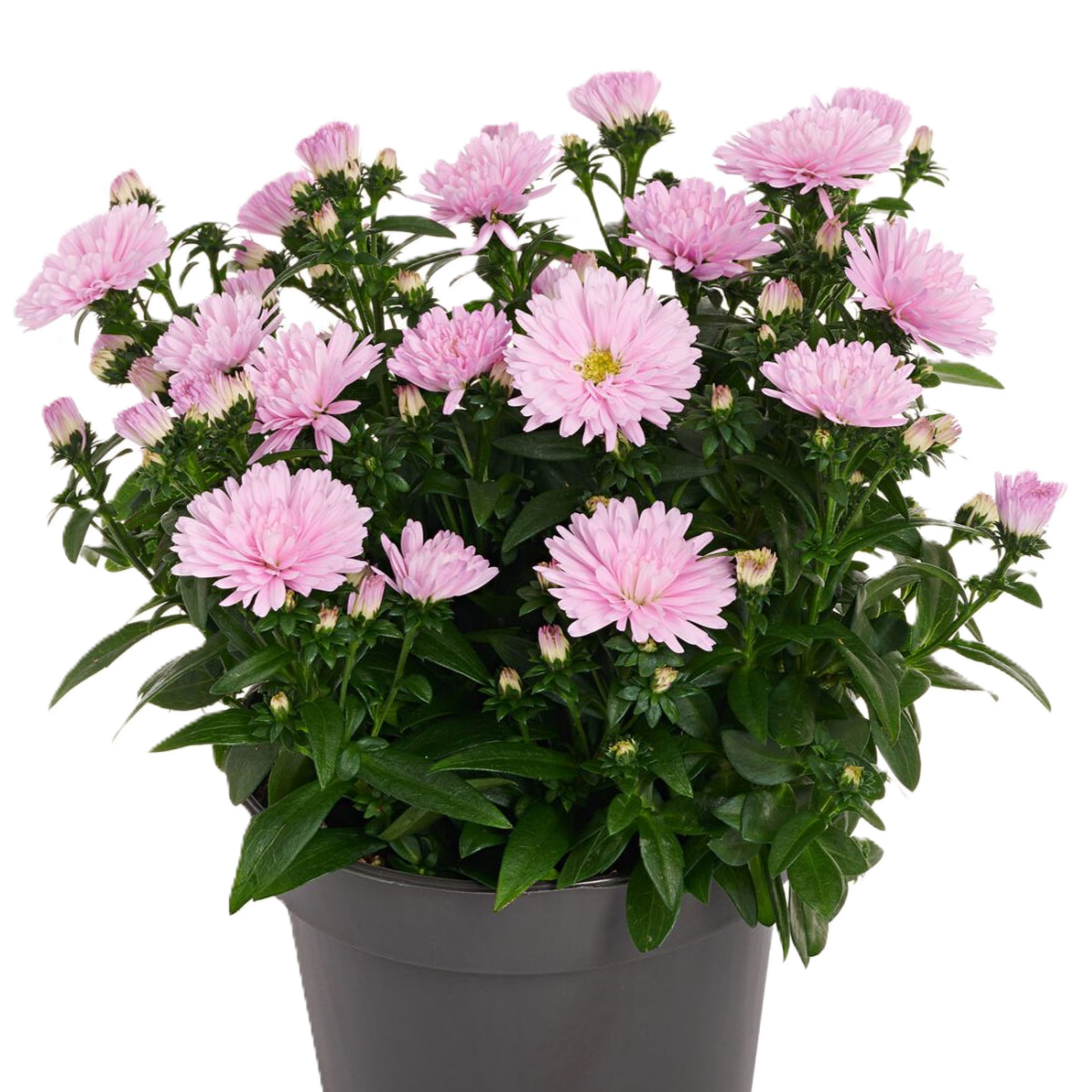 RVZ_Aster_Sweet-Pink__Preview-1200x1600 Айстра новобельгійська "Showmakers Sweet Pink" - Зображення 1
