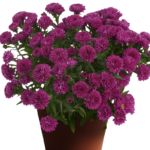 Айстра новобельгійська "Showmakers Magenta"