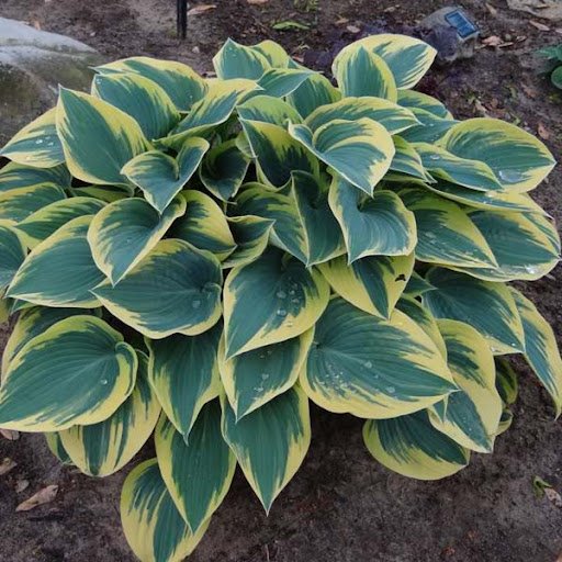 Хоста First Frost Хоста Зібольда "First Frost" (M) - Зображення 1